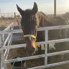 فرس انقليزي كفووو