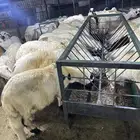 سوكني دمازين ابيض شبيه الحري مربي 2شهرين