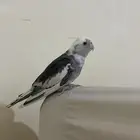 كروان اليف وهدد