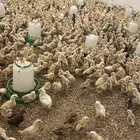 صوص عمر اسبوعين للبيع العدد مفتوح