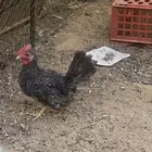 ديك سبرايت