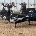 بط بح