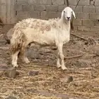 شاه سمينه
