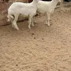 طلين فاخره تم البيع