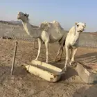 نياق للبيع