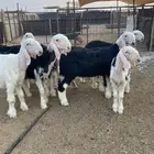 بهم نجد نوادر النوادر جروم وجماليات ..
