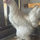 دجاجه براهما فاخر
