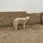 نعجه تامه مضرع لها ثلاث شهور