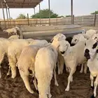 سواكني جذع أوزان مرتفعه