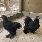 دجاج كوشن اسود