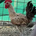 ديكه للبييع