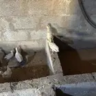 فروخ رومي