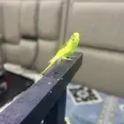 طير للبيع النوع باجي
