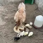 ديك ودجاجة مع صيصان هندي للبيع