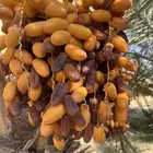 تمر نخل للبيع صفري وطيب