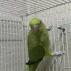 انثى دره هندي