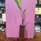 زرعة بامبو هولندي
