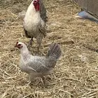 طقم فيومي المنيوم