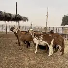 سواكن مرابي جذعان