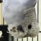 طير بادجي ضايع