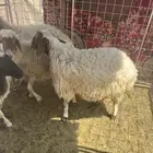نعاج نعيم