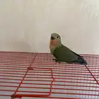 روز فرخ