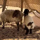 شاه نعيميه مبيوع ولدها