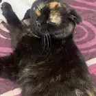 قطط