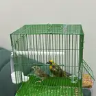 عصافير نظيفة للبيع