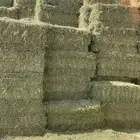 برسيم صافي شد من 85-90