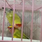 عصافير ببغاء روز