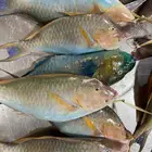 سمك