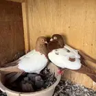 زوج دجي