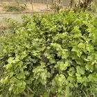 شتلات عنب ثلاثه انوع للبيع بمحافظة الخرمه
