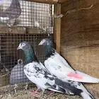 حمام بكستني
