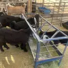 تيوس منادي