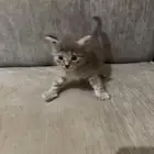 قطط للبيع