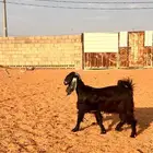 جفره