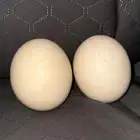 للبيع بيض افريقي