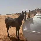 حصان للبيع