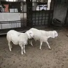 جذعان سواكني مرابي