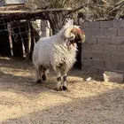 فحل نعيمي صنف