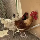 دجاج تركي منتج
