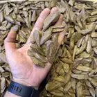 عود مروكي بأسعار جملة الجملة
