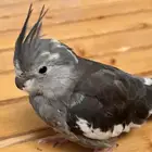 للبيع كروان هولندي اليف