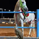 مربط اجار يومي وركوب الخيل