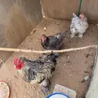 دجاج براهماللبيع