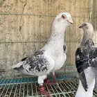 جوز