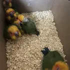 للبيع عدد 6فروخ صن كنيور