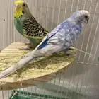 للبيع طيور البادجى ذكر و انثى